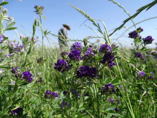 Non Gmo Alfalfa Pellets