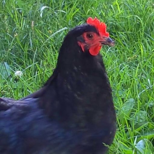 Pastured Free Range Chicken - Image 3